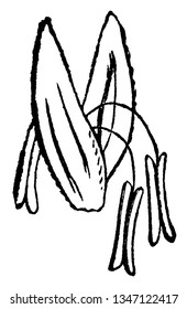 Esta es una flor de hierba, la otra está en la parte baja y ambos lados están cubiertos por pétalo, y esta es forma ovalada de flor, dibujo vintage de líneas o ilustración grabadora.