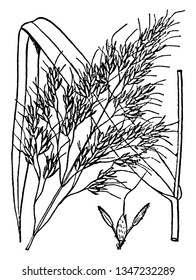 This grass grows and spreads very long, the leaves growing from stem, vintage line drawing or engraving illustration.