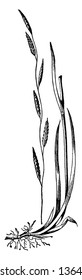 This grass stems is very long and thin ,blade are long and sharp ,leaves are small , flower grow upper side of grass ,root are small and short thin, vintage line drawing or engraving illustration.