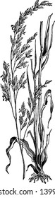 This grass very long spread and flowers separate growing from branch, leaf size very long, vintage line drawing or engraving illustration.