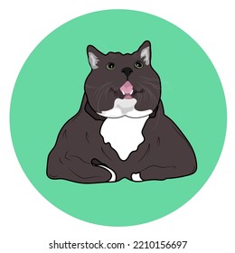 This is a gray cat, he saw his master standing in front of the bedroom