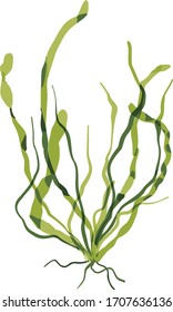 This is a green alga in the sea.