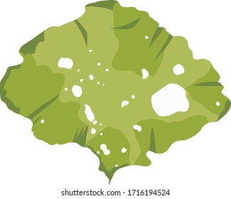 This is a green algae in the sea.