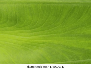 
Esta hoja verde es la hoja de un árbol de taro plantado al lado de la casa.