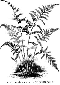 This is Gymnogramme Tartarea plant. Usually an evergreen conifer such as spruce, pine, or fir or an artificial tree of similar appearance. It also has ferns have fronds, vintage line drawing