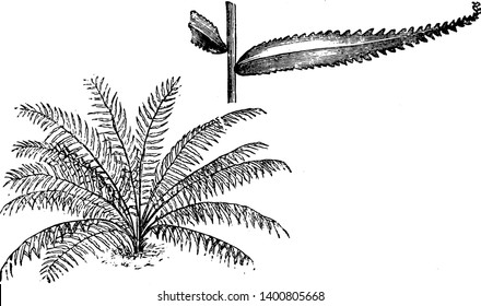 This is Habit and Portion of Detached Frond of Nephrolepis Davallioides along with sharp -toothed leaf-edges it shows detached pinna of the nephrolepis davallioides furcans fern, vintage line drawing