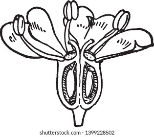 This is half part of Fool's Parsley. Stamens are the pollen producing part of the flower, vintage line drawing or engraving illustration.