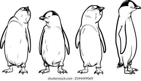 This is the hand drawn penguin outline.