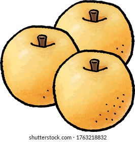 This is a hand drawn vector illustration of Japanese pear.