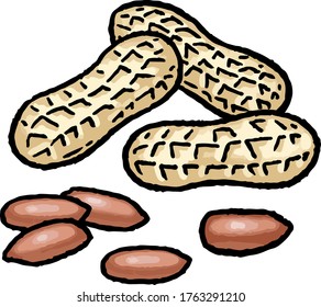 This is a hand drawn vector illustration of peanut.
