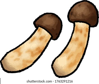 Esta es una ilustración vectorial hecha a mano de Matsutake.