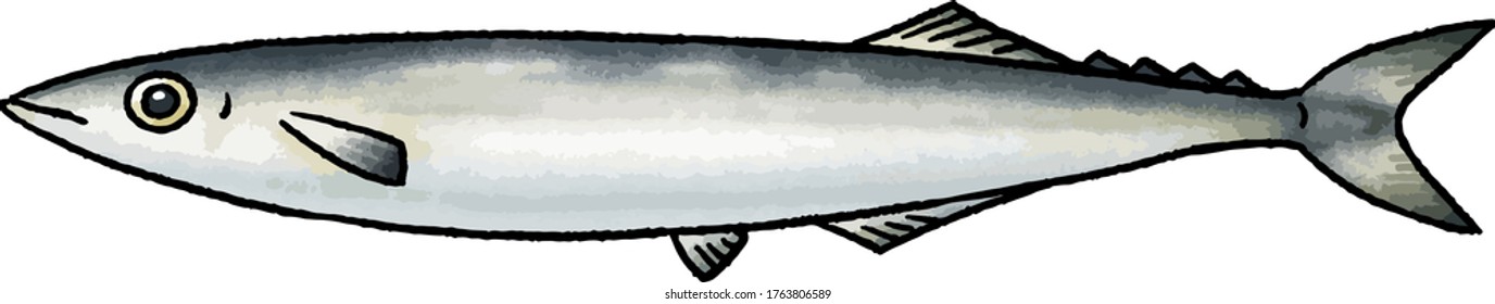 This is a hand drawn vector illustration of saury.