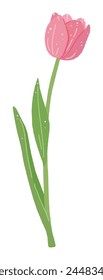 This is a hand-drawn illustration of the pink 'tulip', a plant and flower that represents spring.