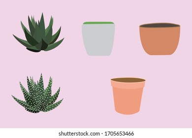 This is Haworthia maxima and pot in light pink back ground.