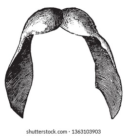 This is a helicopter like a seed and occur in distinctive pairs. Seed enclosed in Nutlets, vintage line drawing or engraving illustration.
