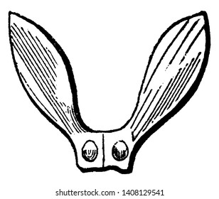 This is a helicopter like a seed and occur in distinctive pairs, vintage line drawing or engraving illustration.
