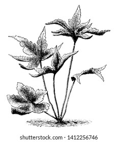This is Hemionites Palmata plant.Leaf has multiple lobes along with sharp edges.It has tiny hairs on stem leaf face towards the sky. The fronds are palm shaped with five equal divisions, vintage