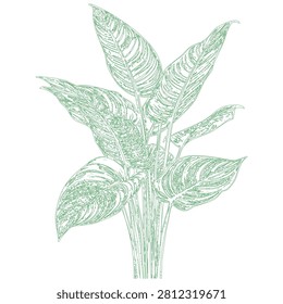 This high-commercial utility image features an intricate drawing of a plant with large leaves, predominantly.