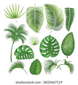 This highly detailed vector graphic collection showcases an assortment of vibrant green tropical leaves and rainforest foliage elements. The comprehensive set includes various botanical designs such as large split-leaf Monstera deliciosa, elegant fan palm fronds, feathery fern branches, banana plant leaves, and an entire miniature palm tree silhouette. Rendered with natural gradients and fine vein textures against an isolated white background, these individual assets are perfect for creating summer event invitations, eco-friendly product packaging, tropical seamless patterns, and home decor prints.#TropicalLeaves #MonsteraVector #JungleFoliage #PalmFronds #BotanicalElements #ExoticGreenery #RainforestPlants #GraphicDesignAssets