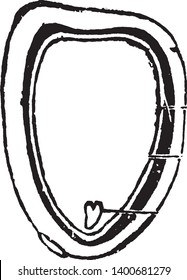 Das ist Hügel, Chalaza, äußere Samenschicht, innere Samenschicht, das Albumen, der winzige Embryo. Diese sind Teil von Larkspur Samen, Vintage-Linie Zeichnung oder Gravitation Illustration.