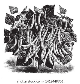 This is a Hobson Wax Beans plant. The leaves are pinnate, divided into 3 leaflets. There are many pods on these boughs, vintage line drawing or engraving illustration.
