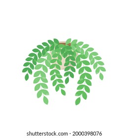 This is a houseplant isolated on a white background.