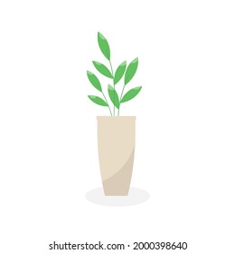Esta es una planta doméstica aislada en un fondo blanco.