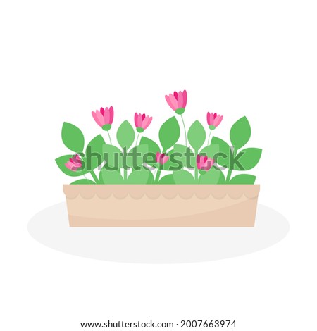 This is a houseplant isolated on a white background.