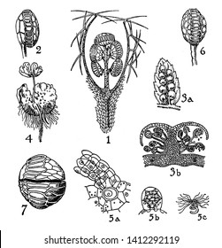 This is Hymenophyllaceae, Cyatheaceae, and Polypodiaceae. Leaves are very large there is mature sporangium will annulus cells, Spores are present at the center with straightening movement, vintage