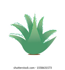 This is an illustration of aloe vera plant
