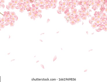 This is an illustration of a beautiful cherry blossom in Japan.