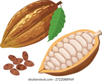 This is an illustration of cacao