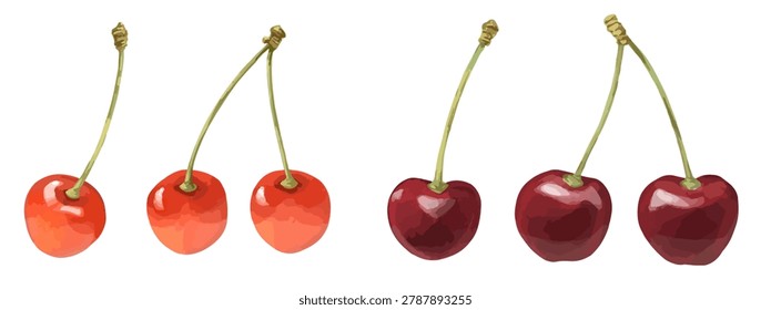 This is an illustration of a cherry set (red cherries and black cherries). It can be used as a diagram for cooking instructions, a design illustration, etc.