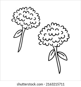 This is an illustration of chrysanthemum flowers.