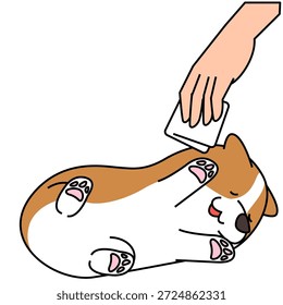 Esta es una ilustración de un Corgi siendo cepillado mientras está acostado boca arriba (mascota).
