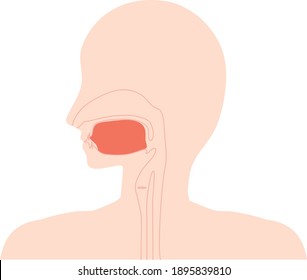 This is an illustration of the correct tongue position.