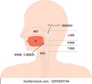 This is an illustration of a cross-sectional view of the oral cavity. The Japanese words are pharynx, tonsils, tongue, and nasal cavity.