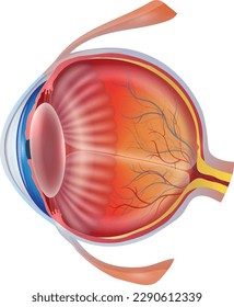 This illustration depicts the detailed structure of the human eye on a white background. It is unlabeled, providing a clear view of the various parts.