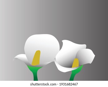 This is an illustration design of white flowers