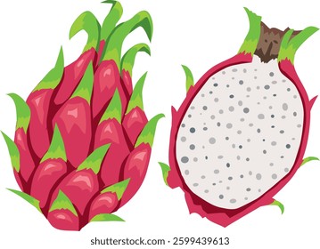 This is an illustration of dragon fruit.