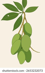 Esta ilustração apresenta um aglomerado de mangas verdes penduradas em um galho, acompanhadas por exuberantes folhas verdes. As mangas são imaturas, caracterizadas pela sua pele verde lisa e forma oval. A licença