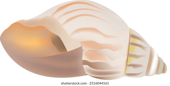 This illustration features an empty seashell, highlighting its intricate details and delicate curves