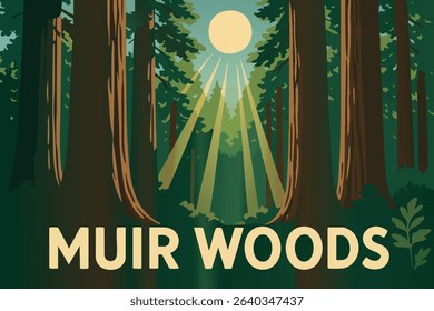 This illustration features the towering redwoods of Muir Woods National Monument, with sunlight breaking through the forest canopy