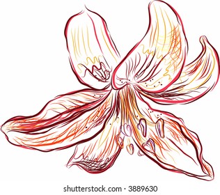This illustration is a fun and romantic image of a Tiger Lily, no gradients.