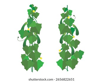 This is an illustration of growing cucumbers.