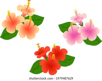 Esta es una ilustración de un hibisco.