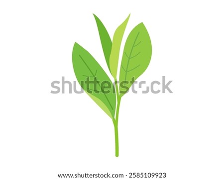 This is an illustration inspired by green tea buds.