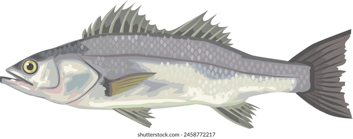 This is an illustration of Japanese sea perch.