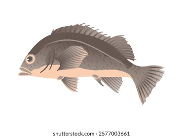 This is an illustration of Light dusky rockfish.