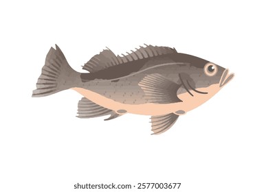 This is an illustration of Light dusky rockfish.